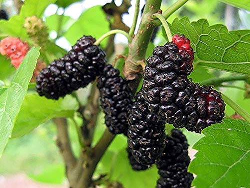 PlantaZee GREEEN Earth Shahtoot Malperi Mulberry Live Fruit Plant (B08F2R39MB) Amazon Price History, Amazon Price Tracker
