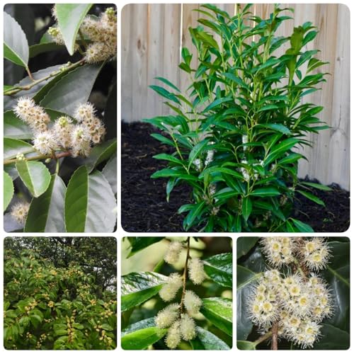 Semillas de laurel cerezo, perennes resistentes Prunus laurocerasus, para lugares soleados de jardin 250pcs