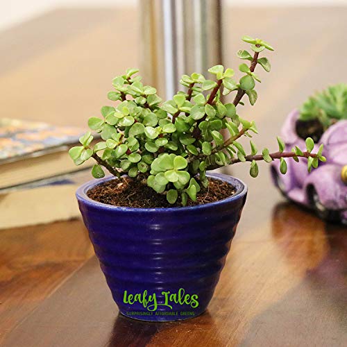 Image of Leafy Tales Canonical Shape Ceramic Pot, Garden, Lawn, Home, Office Decor(Pot only-Set of 6)