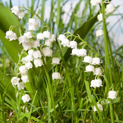 YouGarden Lily of the Valley Perennial Plants Set of Three Established Plants in 9cm Pots Favourite Plant of Queen Elizabeth Shade Loving