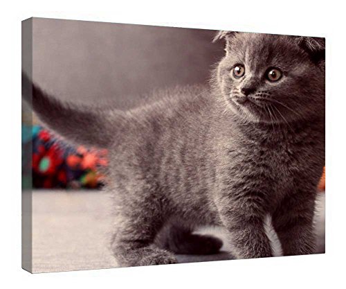 Toile Sweet Kitten encadrée en bois 40x50 cm décoration murale chaton