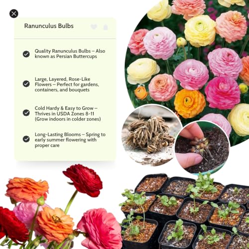 Ranunculus Bulbs for Planting, 25 Mix Ranunculus Bulbs for Fall Planting, French Peony Ranunculus Corms Bulk Ranunculus Flowers Buttercups, Butterfly Ranunculus Bulbs to Grow Ranunculus Bulbs for Planting, 25 Mix Ranunculus Bulbs for Fall Planting, French Peony Ranunculus Corms Bulk Ranunculus Flowers Buttercups, Butterfly Ranunculus Bulbs to Grow