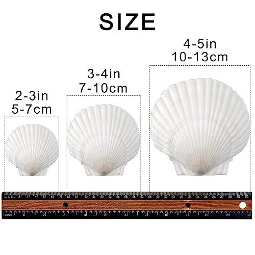 SKOOLOVE 10PCS White Scallops Shells, 10-13CM Natural Large Seashell from Sea Beach - Image 2