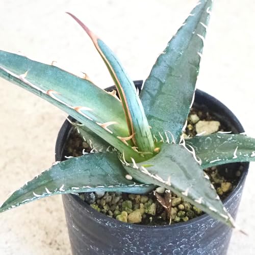 ITANSE アガベ キシロナカンサブルー 2.5号1個売り【品種で選べる多肉植物】シャープな葉姿が魅力