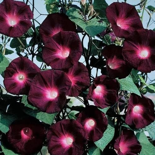 URBAN GARDENS® Morning Glory Knowlians Black-image-7