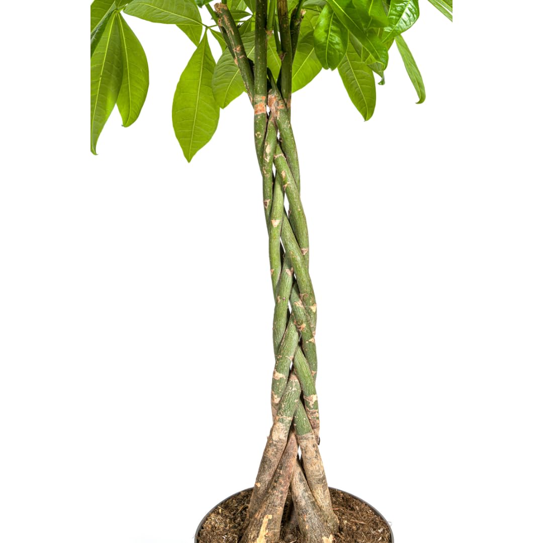 Pachira Aquatica - 130-150cm - Ø27cm - Roślina doniczkowa - Zimozielony