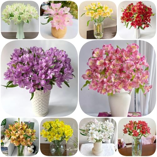 Semillas de alstroemeria - semillas de variedades antiguas pradera para lugares soleados invernaderos balcón silvestres otoño resistentes 75pcs