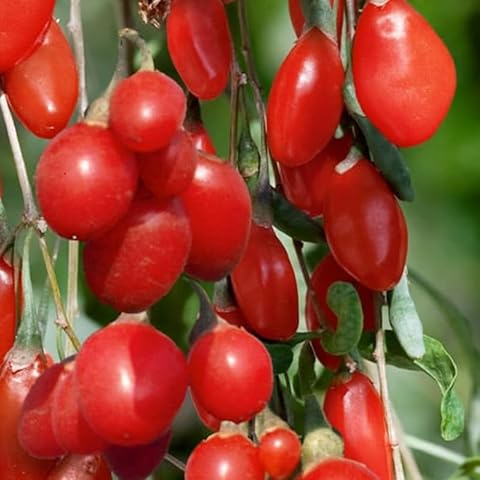 Goji Berry Plant by ELLA'S HOMES Cover