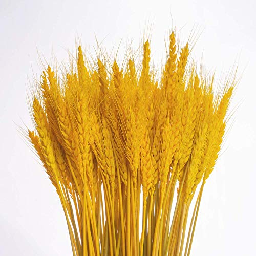 KABOGINS 100 Stems Dried Wheat Stalks Golden Dried Wheat Sheave Bundle Flower for Home Kitchen Christmas Wedding(17 inch) (Warm Golden Color)