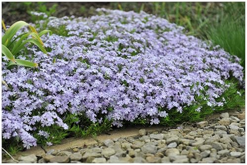 Stauden Gänge 3 x Phlox subulata 'Emerald Cushion Blue' (Winterhart/Staude/Bodendecker/Mehrjährig/Stauden/Immergrün) Blauer Polster-Phlox - Ein Meer aus Blau für Ihre Beete - Trittfest