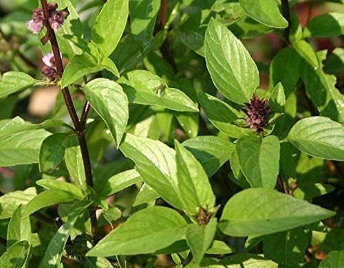 Growing Plants Live Medicinal Niazbo Marua Live Plant Comes With Black Plastic Pot (B0CNVVPPPL) Amazon Price History, Amazon Price Tracker