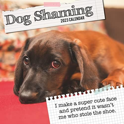 Wall Calendar 2023 - Dog Shaming, 30 x 30 CM Monthly View, 16-Month, Animals - Humour Theme, Includes 180 Reminder Stickers