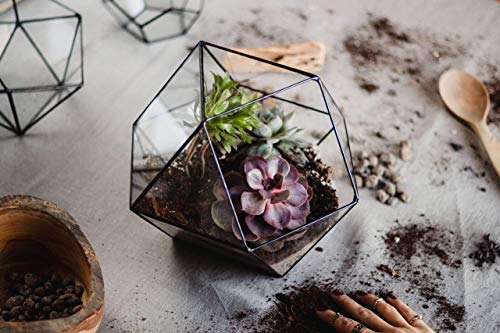 Waen | Large Clear Glass Geometric Terrarium Container - Cuboctahedron | Modern Planter For Indoor Gardening | Coffee Table - Home - Living Room Decorations | Table Centerpiece (Copper, Silver, Black) #TOP1