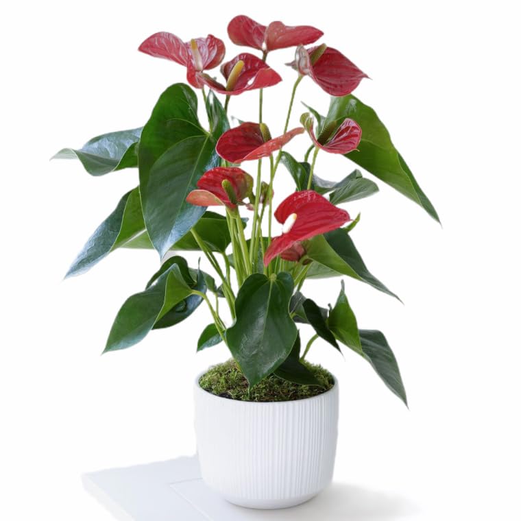 Mphmi Live Plant Nursery NCR Anthurium (Red) - Plant (B0C4H297RJ) Amazon Price History, Amazon Price Tracker