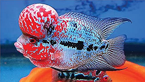 Okiko OKIKO.GREEN-L Flowerhorn Fish Food Floating Pellets Large 2.5 Mm Head Up Quickly Huncher Formula High Protein Tropical Fish Feed Astaxanthin Plus Color Enhancing Healthy Fast Growth thumb #6