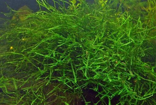 Mühlan 3 portions Vesicularia dubyana, Mousse de Java pour Fish Tank