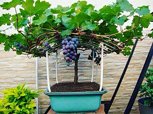 Mphmi Live Plants Nursery Garden Grape Plant Moon Drops Black Seedless Grape plant 1 Healthy Vine Cutting Plant on Poly Bag (B0BVHSLMZJ) Amazon Price History, Amazon Price Tracker