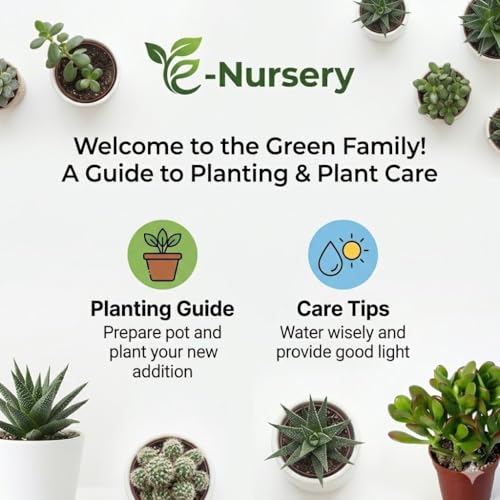 Image of Live Chinese Money Plant with Pot | Pilea Peperomioides UFO Pennywort Feng Shui Lucky Plant | Air Purifying Indoor Plant for Office Desk Living Room Balcony Home Decor | Pack of 1