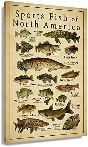 Sports Fish of North America Knowledge Wall Decor Vintage Art Canvas Painting Modern Picture Artworks Gift for Living Room Decor Artwork Framed 16x24 inch(40x60cm)
