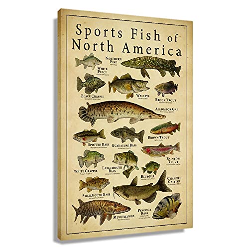 Sports Fish Of North America Knowledge Wall Decor Vintage Art Canvas Painting Modern Picture Artworks Gift For Living Room Decor Artwork Framed 16X24 Inch(40X60Cm) #TOP4