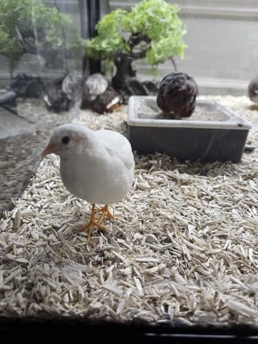 12ct (+ Extras) Exotic Button Quail Hatching Eggs Pittsburgh Quail & Menzl Homestead