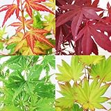 モミジ 苗木 【 10．胡蝶の舞 】 12cmロングポット 樹高約40cm 紅葉 楓 もみじ かえで 庭木 盆栽