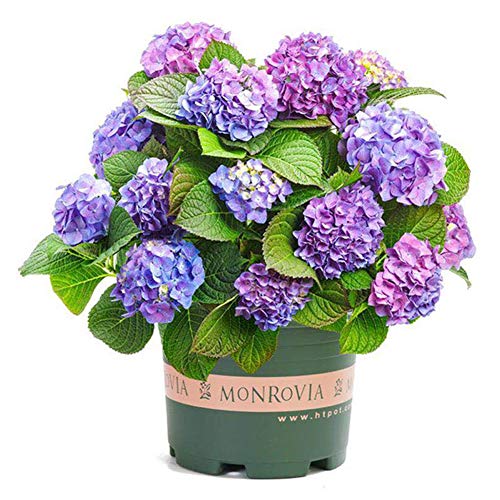 Semillas de flores de hortensia azul claro 20 piezas Perennes orgánicas frescas...