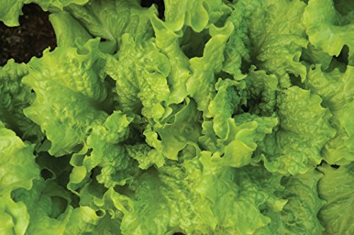 Burpee Black Seeded Simpson Lettuce Seeds - Image 3