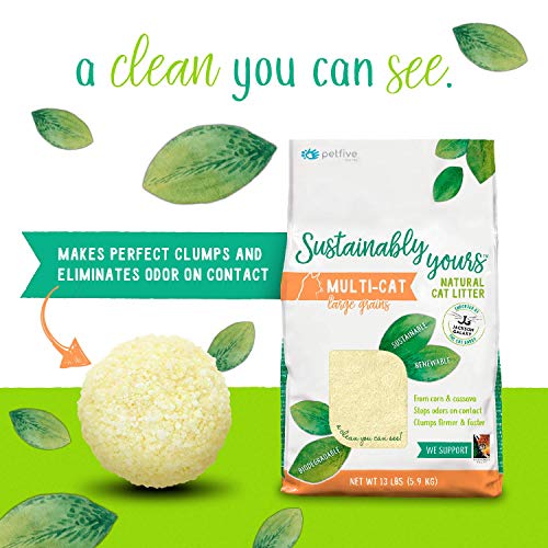 10 Best EcoFriendly Cat Litter To Try [2023 Top Picks Review]