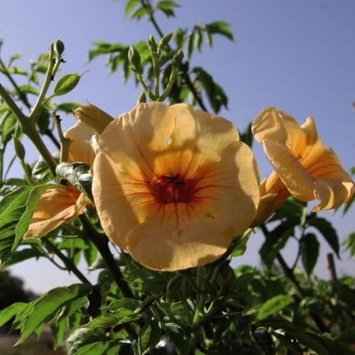 Campsis x tagliabuana 'Summer Jazz - Gold' - Compact Hardy Shrub with Golden-Yellow Trumpet Flowers - Ideal Patio Climber – 2X 2 Litre Potted Plant by Thompson & Morgan