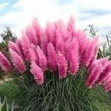 Pink Pampas Grass Plant Live, Garden Border Grass Plant, 5-9 Inch Tall
