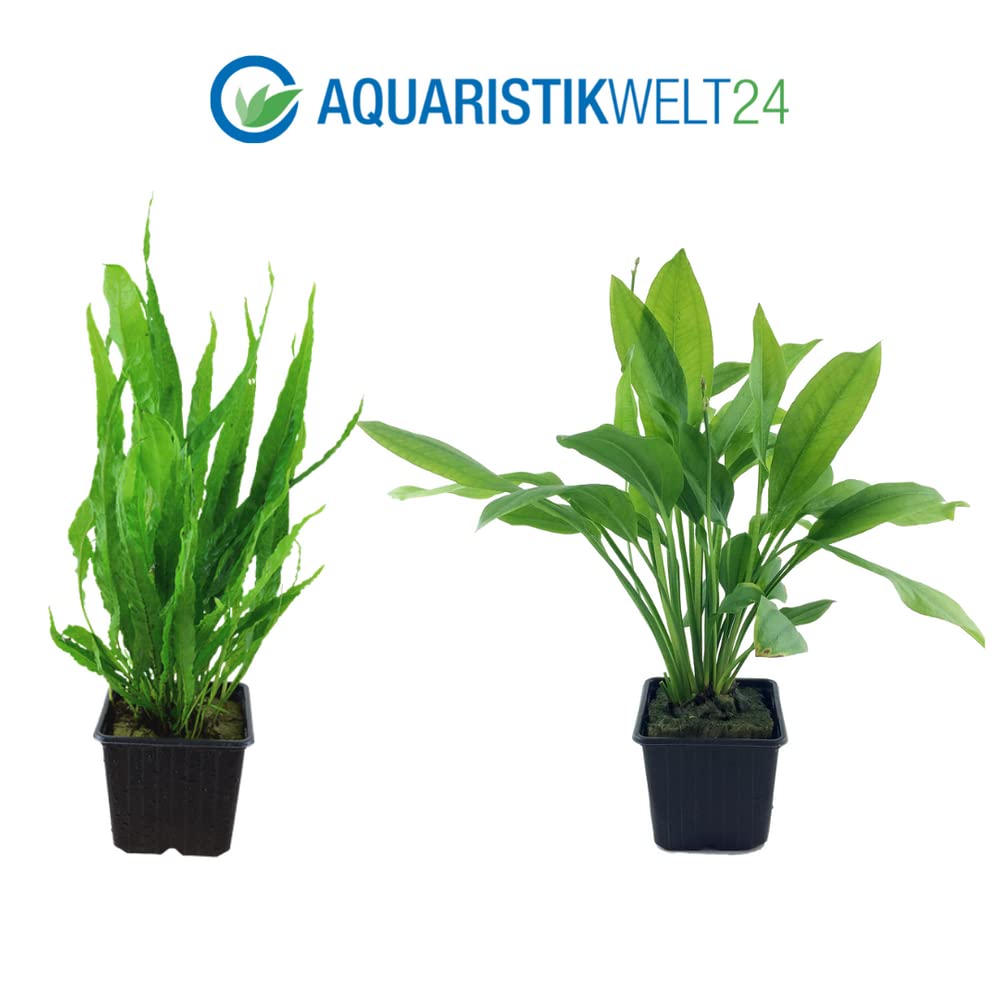 AquaOne Piante per acquario, 3 piante nutrite XL, pianta madre per acquario, ecinodorus Grisebachii Microsorum pteropus Hygrophila corymbosa I Set con 3 piante acquatiche