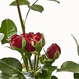 Rosal Perfumado Rojo DECOALIVE Planta Natural de Exterior Rosal Grandiflora