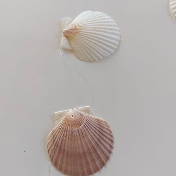 Amazon.co.jp: 貝殻 ホタテ貝 風鈴 加工済み 夏休み 自由研究 素材