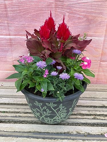 季節の寄せ植え リーフ柄 軽量プラスチック鉢 内径24cm 4色バリエーション 花ギフト 母の日 誕生日 新築祝い (グリーン)