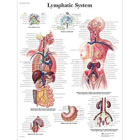 3B Scientific Human Anatomy - Lymphatic System Chart, Paper Version Cover