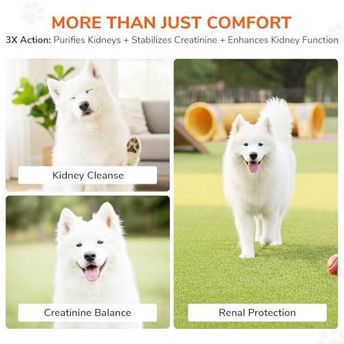 Image of Bakson Veterinary Creatinine Aid Drops for Pets | Natural Homoeopathic Renal Support | Helps Maintain Creatinine Levels & Kidney Function | Gentle, Non-Toxic & Safe Long-Term Care - 30ML