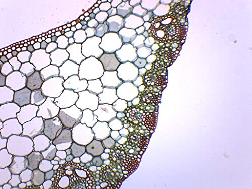 EISCO Monocot & Dicot Leaf Composite, Cross Section - Prepared