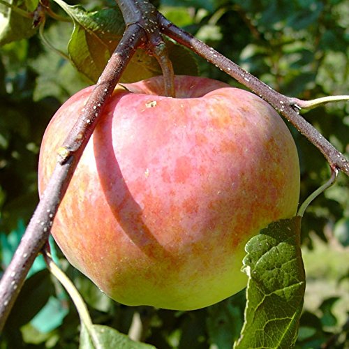 Apfelbaum Jamba Sommerapfel Buschbaum robust ca. 110-140 cm 9,5 Liter Topf Unterlage: MM 111