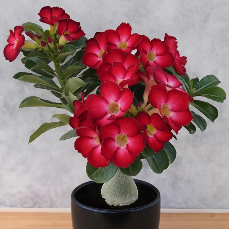 Image of Exotic live Adenium Bonsai Plant combo without pot - Live Desert Rose for Home & Balcony. PACK of 5 five with different colour. SGN DD