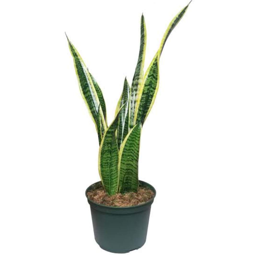 See full amazon price history chart for Sansevieria Trifisciata, Snake Plant, Mother-in-Law Tongue, Low Maintenance Air Purifier Plant (Long Green Leaves) for Home & Garden Plant Sansevieria Trifisciata, Snake Plant, Mother-in-Law Tongue, Low Maintenance Air Purifier Plant (Long Green Leaves) for Home & Garden Plant (B0BHR7KVNN) Amazon Price History, Amazon Price Tracker