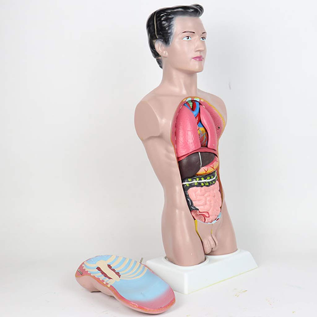 Modello anatomico di Torso Umano -45 cm Modello di Torso Maschile Modello di apparato digerente Staccabile con Copertura Toracica - per Modello didattico con Display da Studio