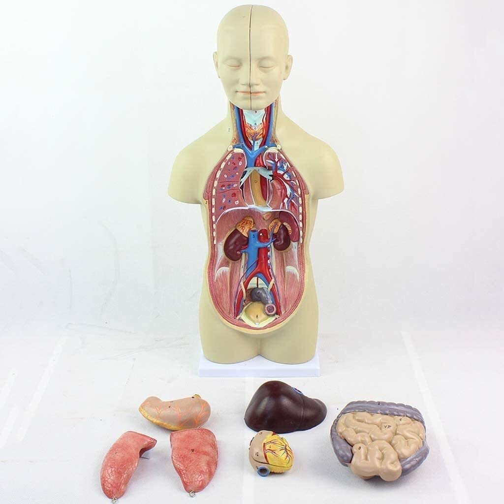 Torso Modelo Anatómico Desmontable del Cuerpo 12 Piezas De PVC De Equipos Médicos para Los Órganos Anatómicos, Kits De La Ciencia, Los Suministros De Laboratorio 43Cm