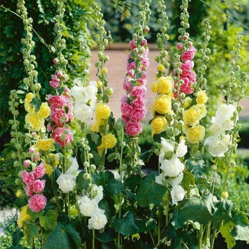 semillas de malvarrosa 120pcs