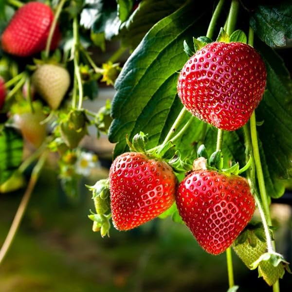 6 x Strawberry Hapil Bare Root Plants - Grow Your Own Strawberries - Bare Root Strawberry Runners - Fruit Plant (Regular Packaging)
