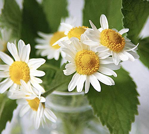 Amazon Com Grindstone Peace Tea Blend 100 Organic Herbal Tea 1 Oz Each Loose Leaf Tea Pet Snap On Kilner Jar Pack Of 2 Grocery Gourmet Food