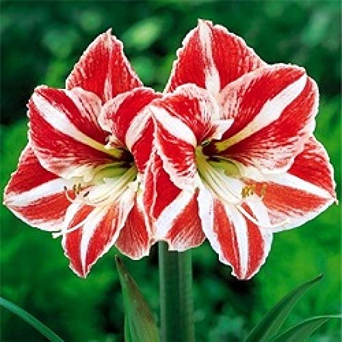 Amaryllis Lily Live Plants for Home Garden Pack of 5 Bulbs By Zabbus