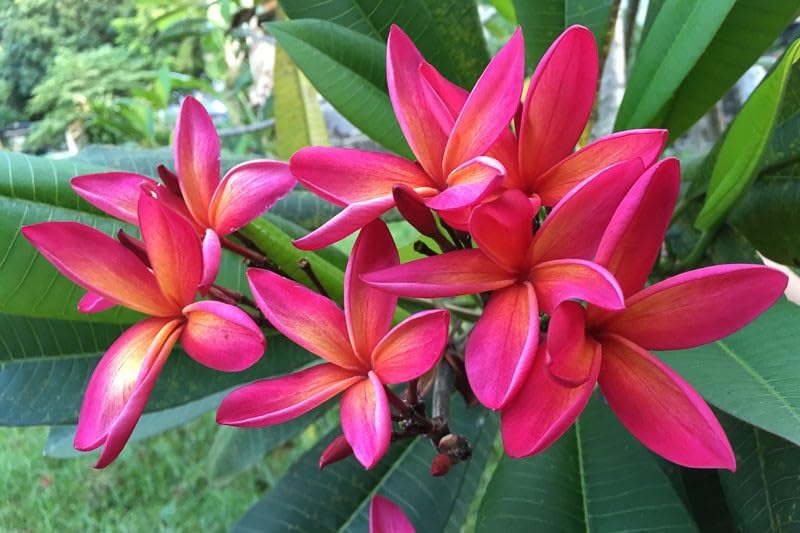 Frangipani rojo - Árbol del templo del jazmín de las Indias Occidentales Plumeria rubra 5+ semillas Z 123