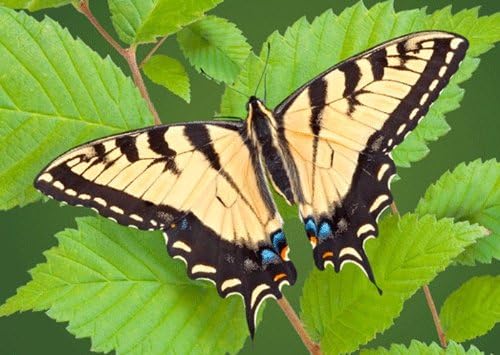 Swallowtail (mariposa) - Postal lenticular 3D - Tarjeta de felicitación