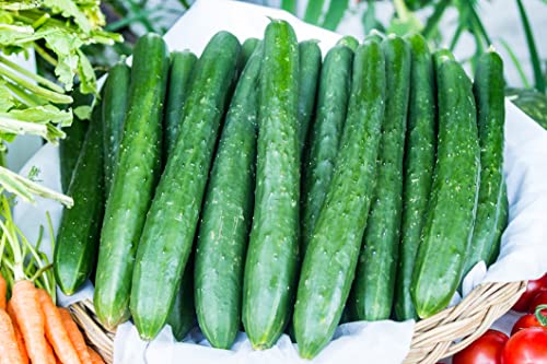 JustSeed - Vegetable - Cucumber - Burpless Tasty Green F1-12 Seeds